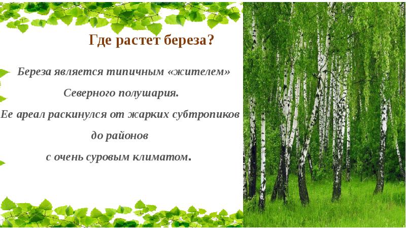 Презентация вагнер береза 4 класс 21 век