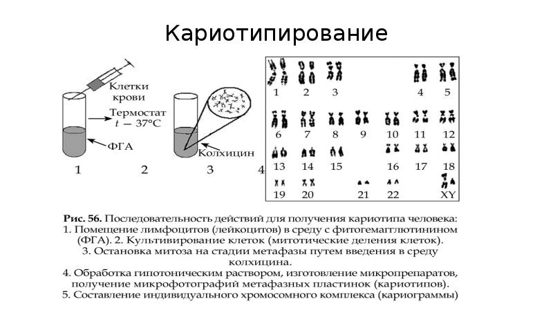 Цитогенетический метод исследования презентация