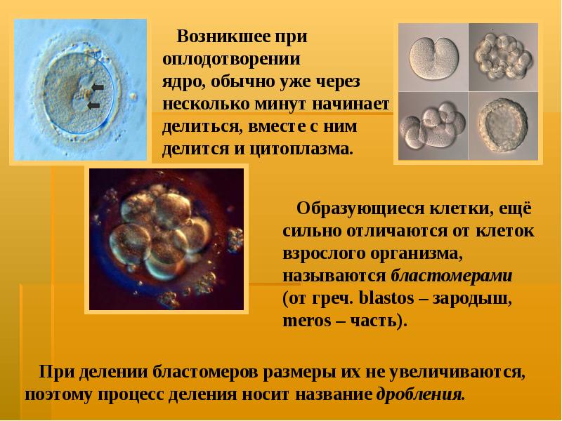 Процесс завершается образованием однослойного шарообразного зародыша. Чем завершается процесс дробления. Где находится центральное ядро в оплодотворении.