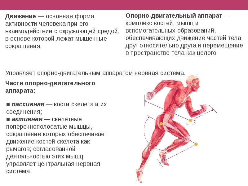 Роль опорно двигательного аппарата в выполнении физических упражнений проект