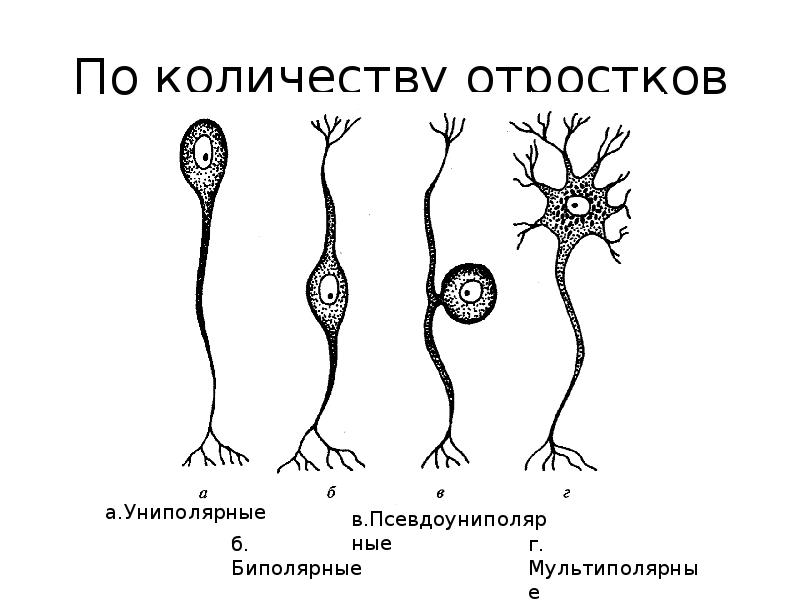 Виды нейронов рисунок