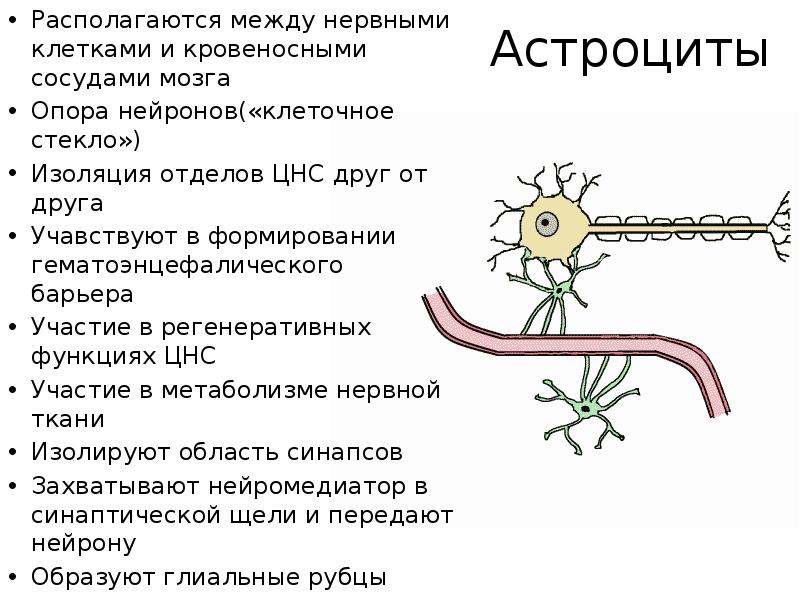 Нейрон клеточный уровень. Опора нейронов. Особенности нейронов и гематоэнцефалического барьера в гипоталамусе. Роль ГЭБ В метаболизме ЦНС. Специализированные контакты между нервными клетками называются.