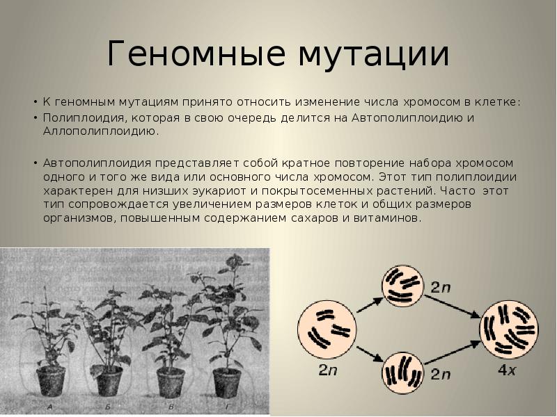 Геномные мутации проект