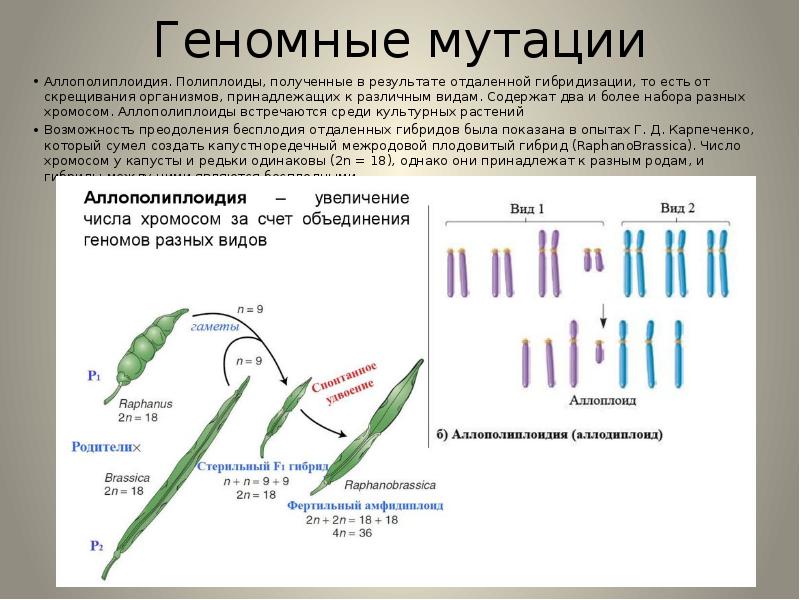 Проект на тему мутации