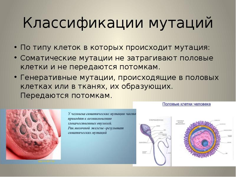 Соматические мутации картинки