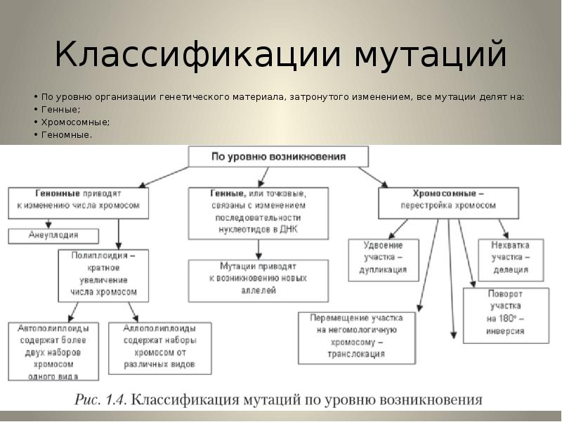 Классификация мутаций по уровню изменений наследственного материала