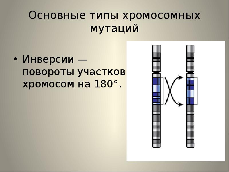 Поворот участка хромосом