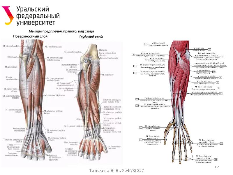 Презентация динамическая анатомия