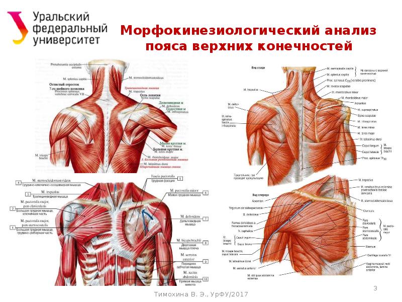 Презентация динамическая анатомия