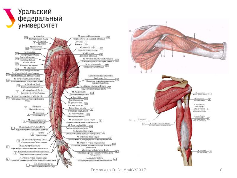Динамическая анатомия (лекция 5)