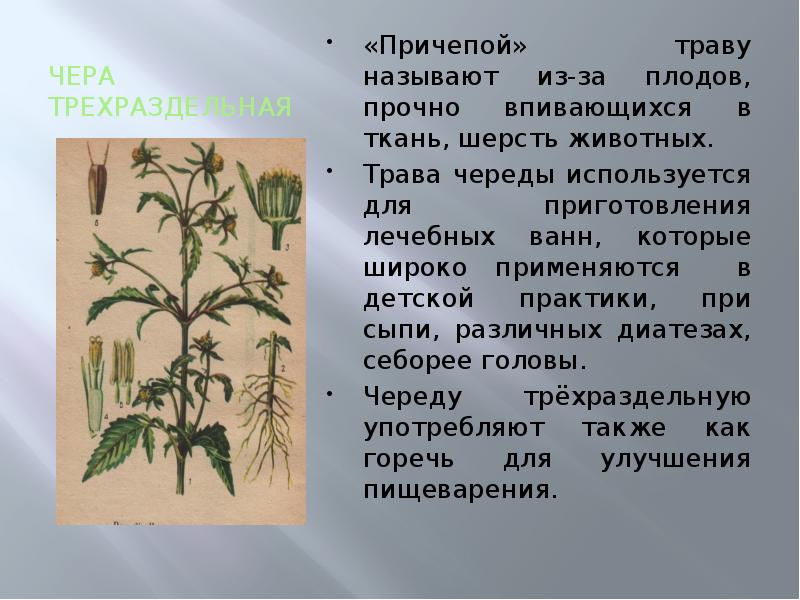 Презентация medicinal plants