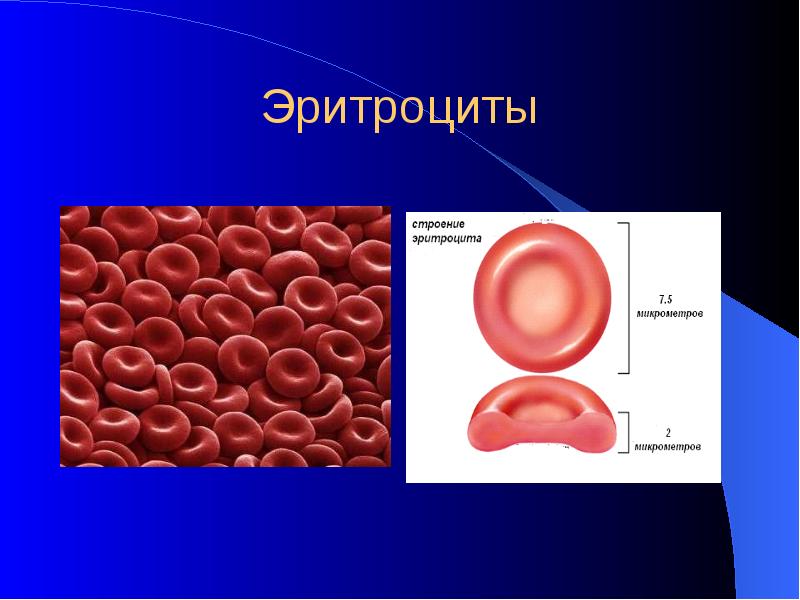 Липиды эритроцитов. Строение, форма, функции и свойства эритроцитов. Гликофорин эритроцитов строение. Химическое строение гемоглобина биохимия. Строение эритроцита человека.