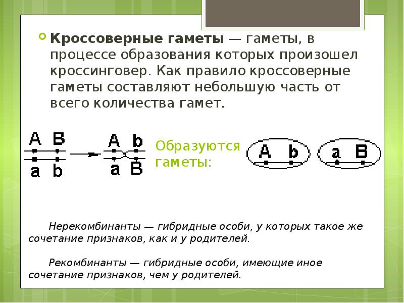 2 поколение в закон менделя. Решетка пеннета для гетерозигот. Число гамет. Типы гамет которые образует гетерозиготная особь. 1 закон менделя решетка пеннета.