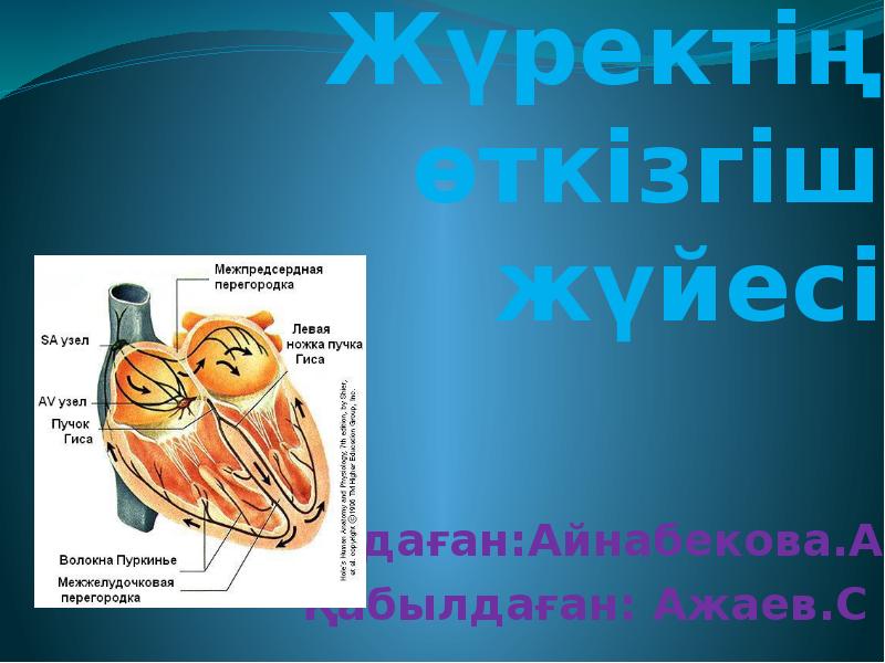 Жүректің өткізгіш жүйесі    Oрындаған:Айнабекова.A    
