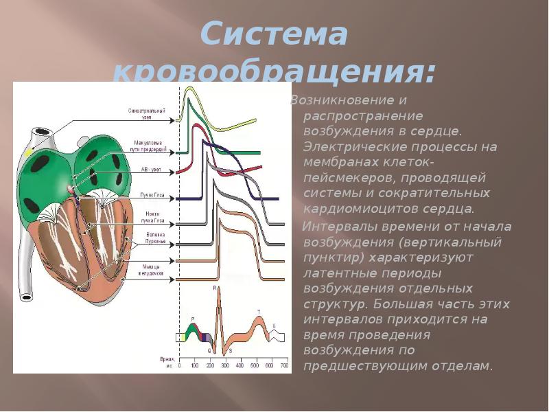 Система кровообращения: Возникновение и распространение возбуждения в сердце. Электрические процессы на