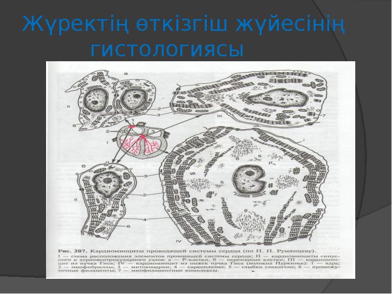 Жүректің өткізгіш жүйесінің       гистологиясы