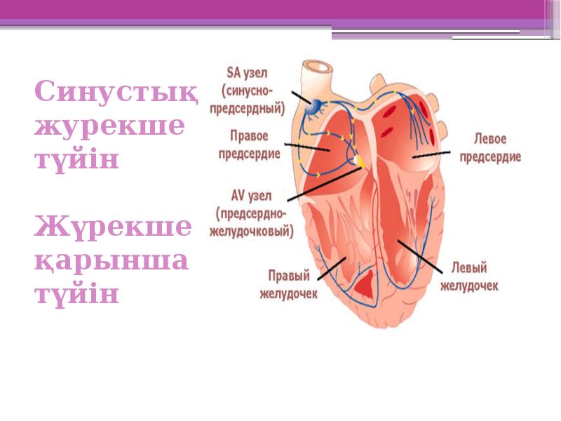 Синустық журекше түйін   Жүрекше қарынша түйін