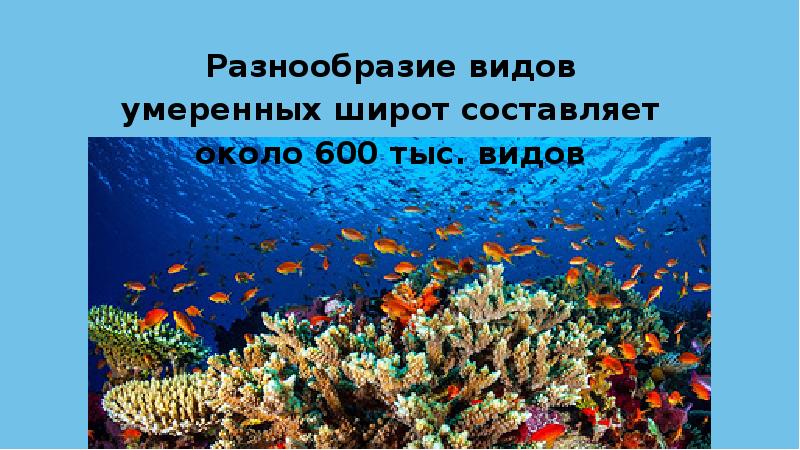 Морская экосистема презентация