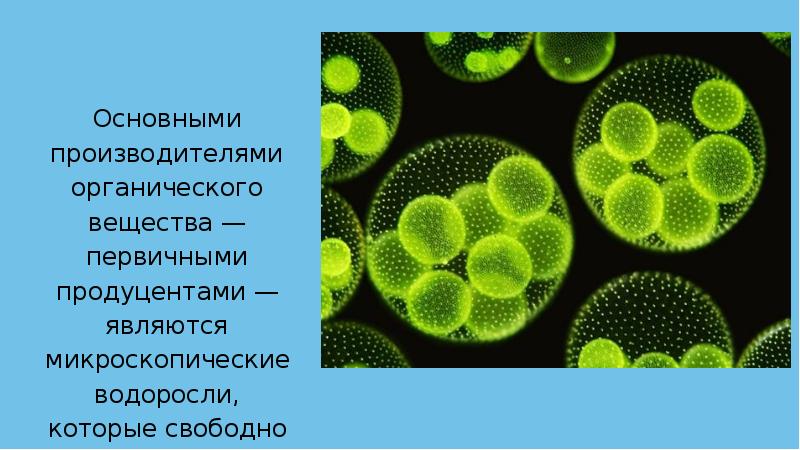 Водоросли органического вещества. Микроскопические водоросли продуценты. Водоросли главные производители органических веществ в водной. Водоросли производят органические вещества. Водоросли являются первичными продуцентами.