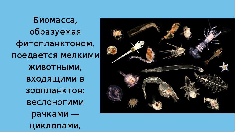 Морская экосистема презентация