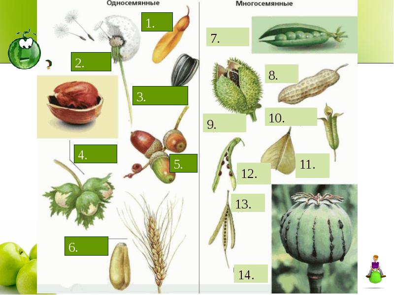 Семена и плоды презентация 1 класс