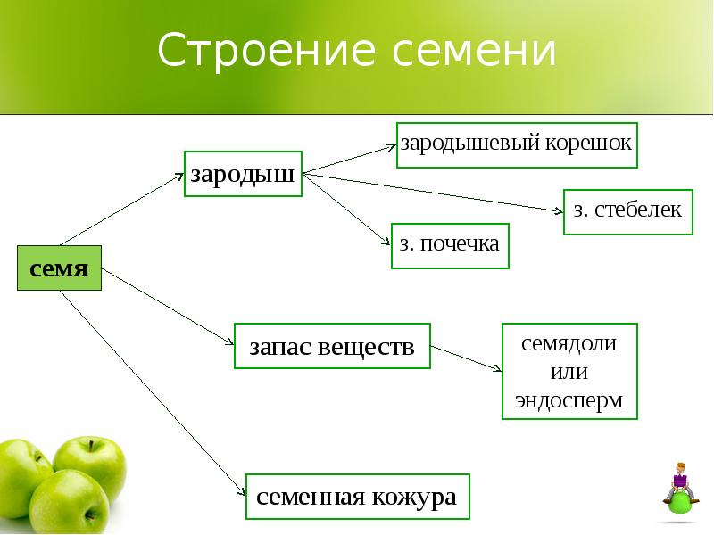 Презентация на тему плоды