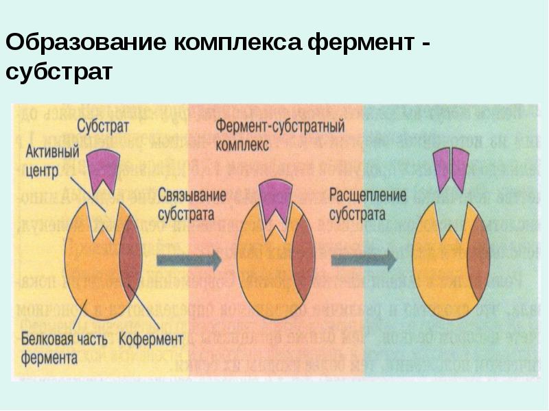 Схема работы фермента