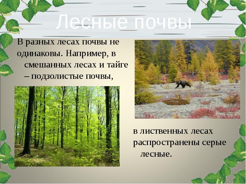 Жизнь леса проект