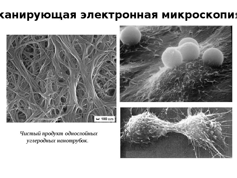 Электронная микроскопия презентация