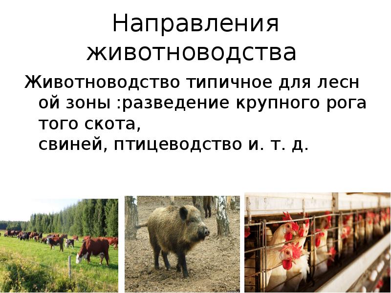 Направления животноводства  Животноводство&nbsp;типичное&nbsp;для&nbsp;лесной&nbsp;зоны&nbsp;:разведение&nbsp;крупного&nbsp;рогатого&nbsp;скота, свиней,&nbsp;птицеводство&nbsp;и. т. д.