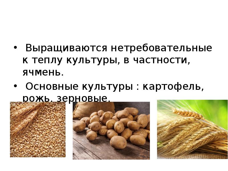 Выращиваются нетребовательные к теплу культуры, в частности, ячмень.
Основные культуры Выращиваются нетребовательные к теплу культуры, в частности, ячмень.
Основные культуры