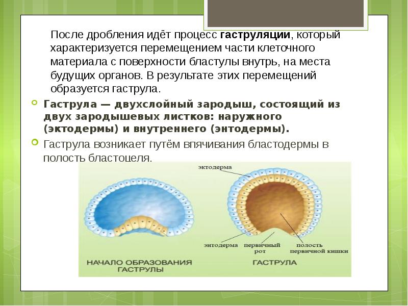 Процесс пошел. Бластула гаструла млекопитающих. Двухслойный зародыш это бластула. Бластула плацентарных млекопитающих. Бластула процессы.