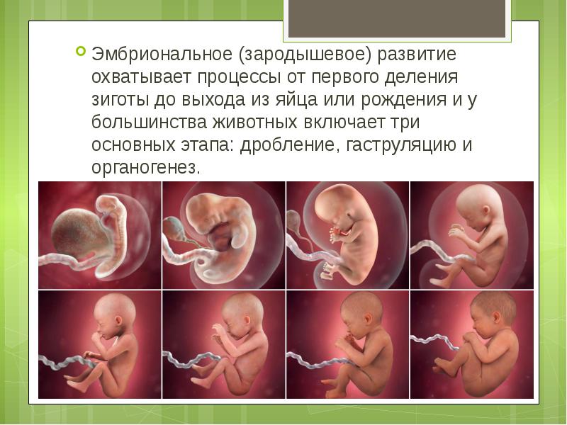 Эмбриональное развитие человека и животного. Эмбриональное развитие. Эмбриональный период развития. Периодизация эмбрионального развития человека. Этапы зародышевого развития человека.