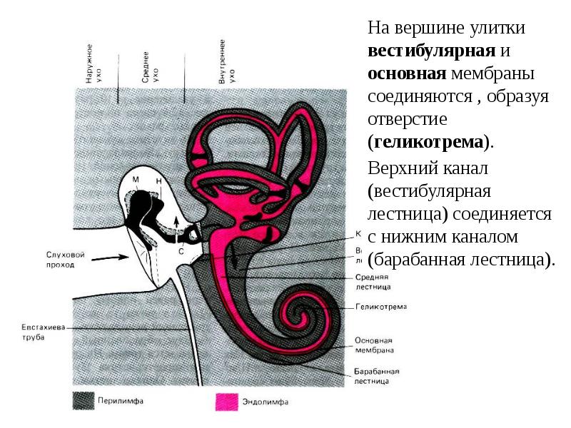 Слуховая и вестибулярная сенсорная система презентация