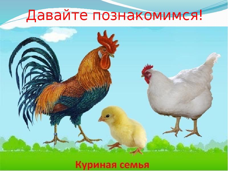 Домашние птицы презентация