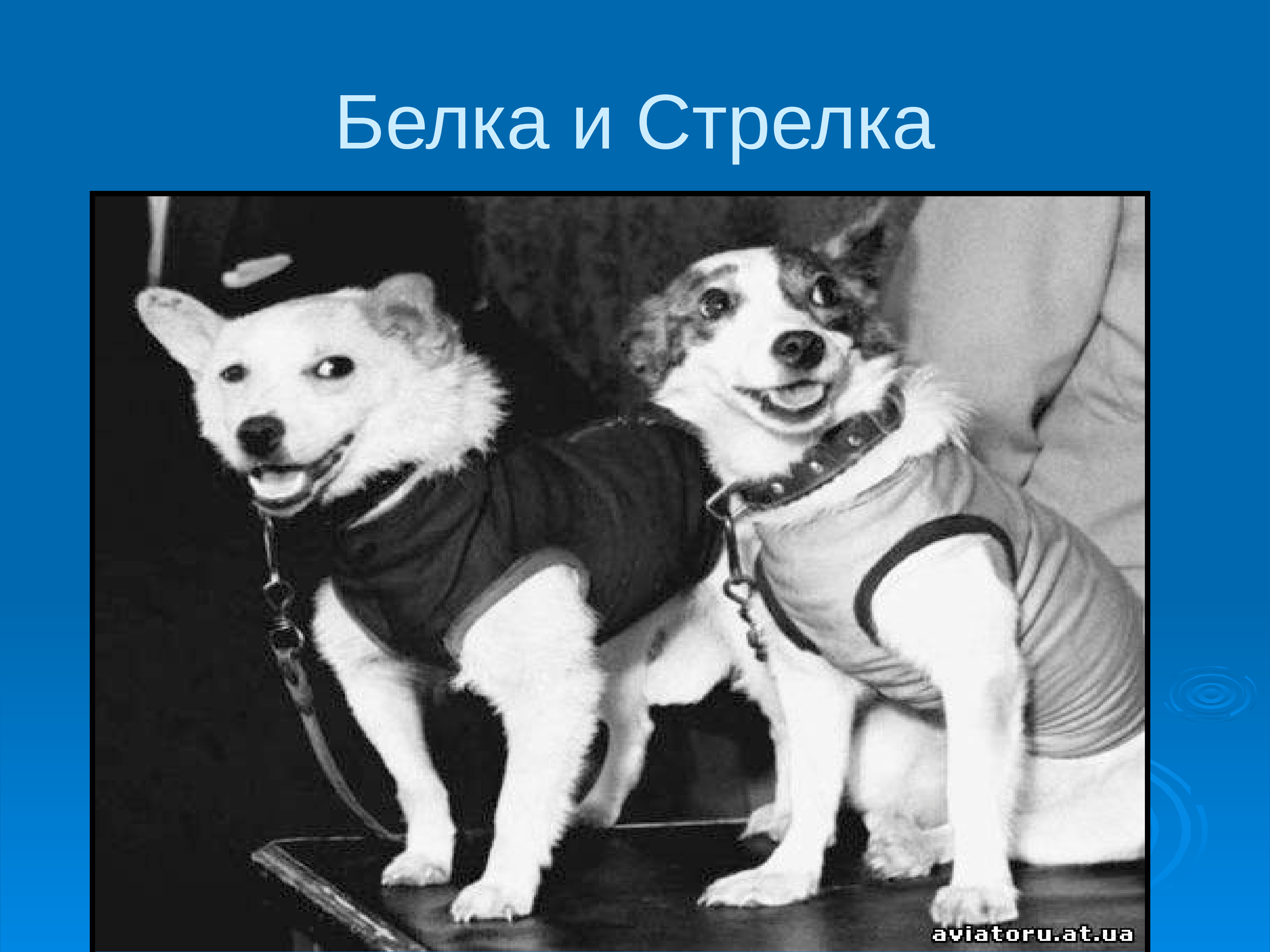 белка стрелка часы. белка и стрелка в космосе история. мультимир белка и стрелка. белка стрелка часы. щенки белки и стрелки.