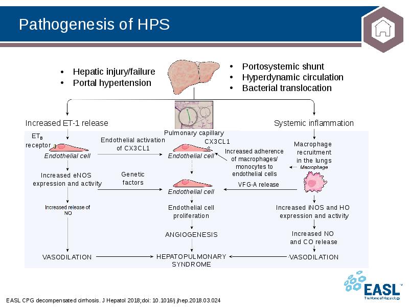 Pathogenesis of HPS
EASL CPG decompensated cirrhosis. J Hepatol 2018;doi: 10.1016/j.jhep.2018.03.024 Pathogenesis of HPS
EASL CPG decompensated cirrhosis. J Hepatol 2018;doi: 10.1016/j.jhep.2018.03.024