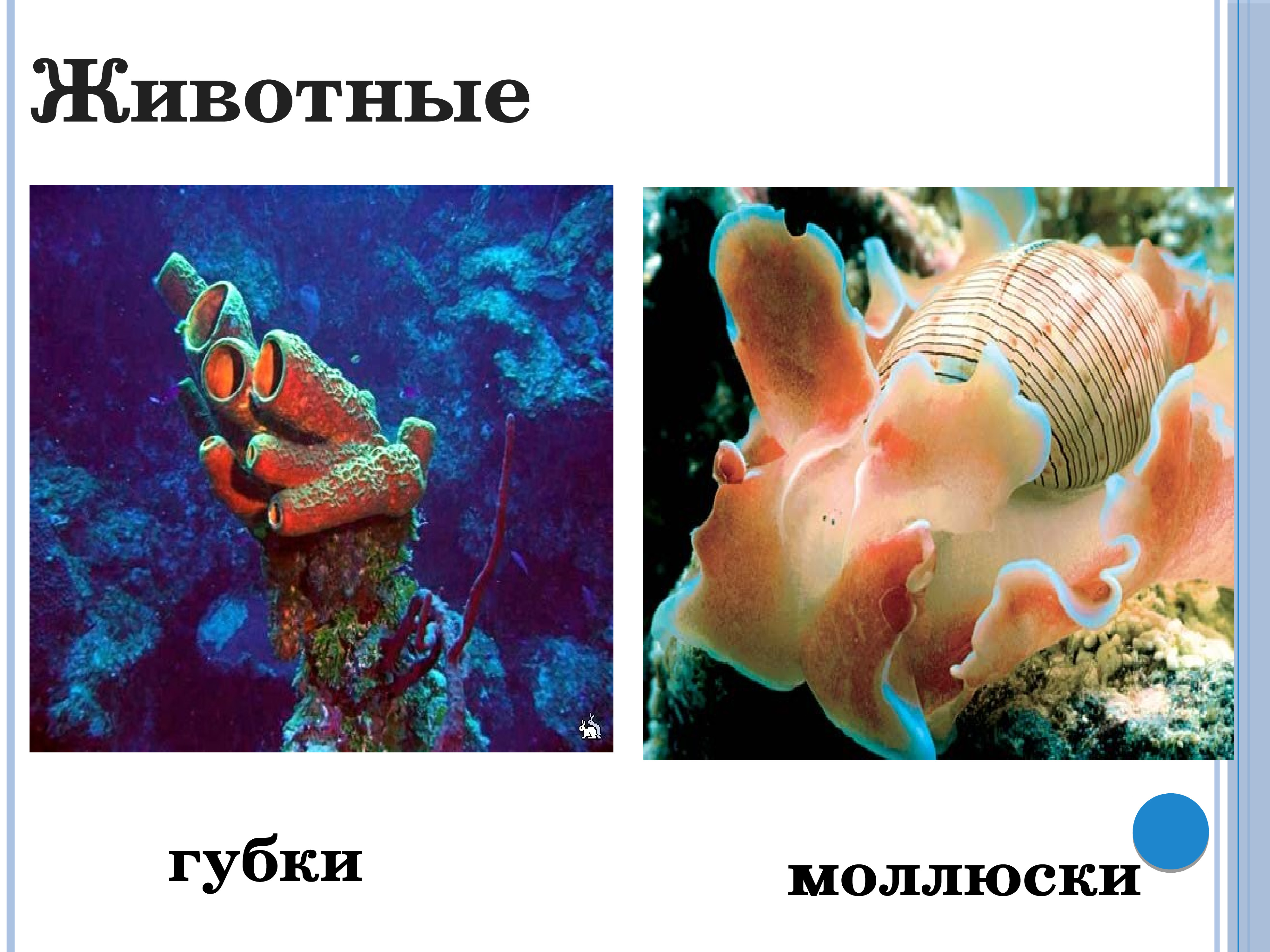Губки моллюски. Губка моллюск. Губчатые животные. Биосфера картинки для презентации. Черная как губка Устрица.