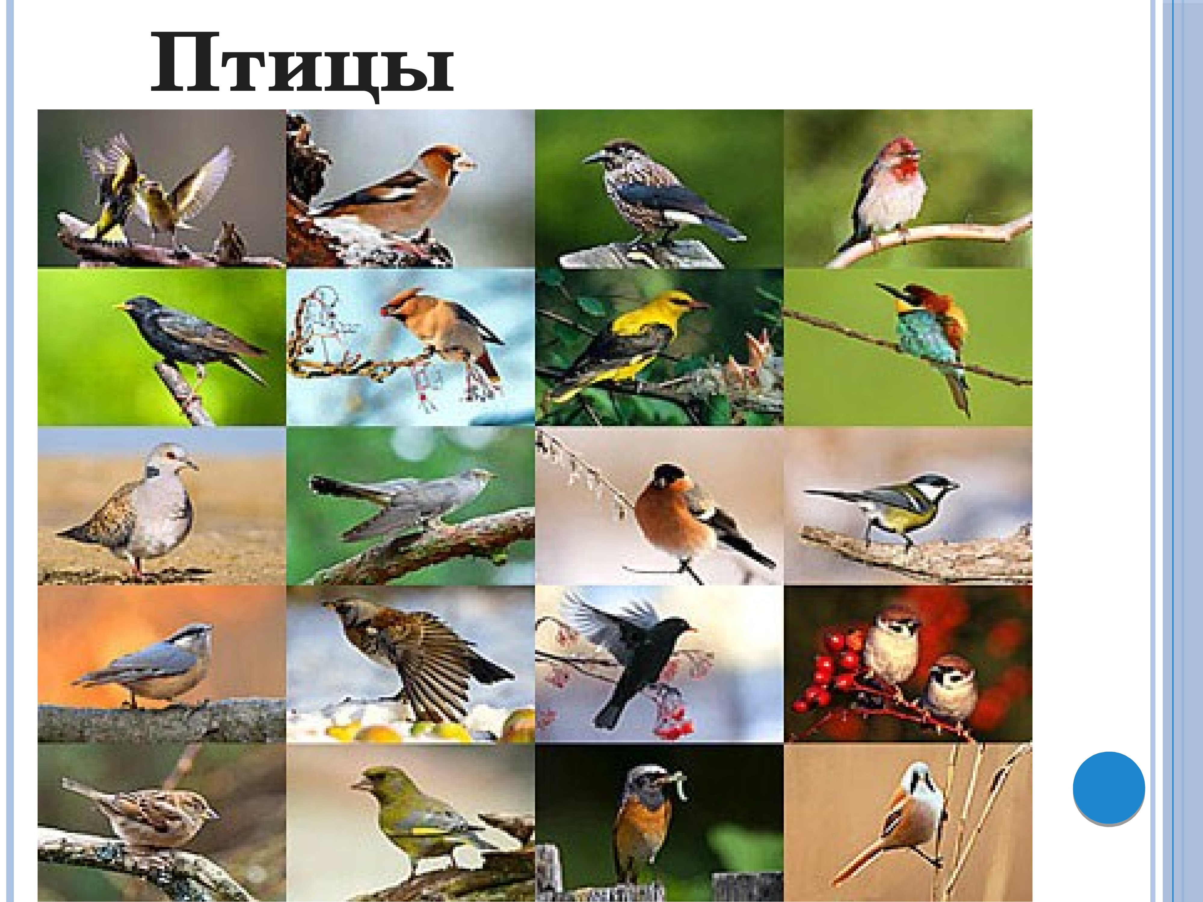 Биосфера птицы. Птицы и природные зоны. Экзотические птицы календарь. Природная зона Москвы птицы.