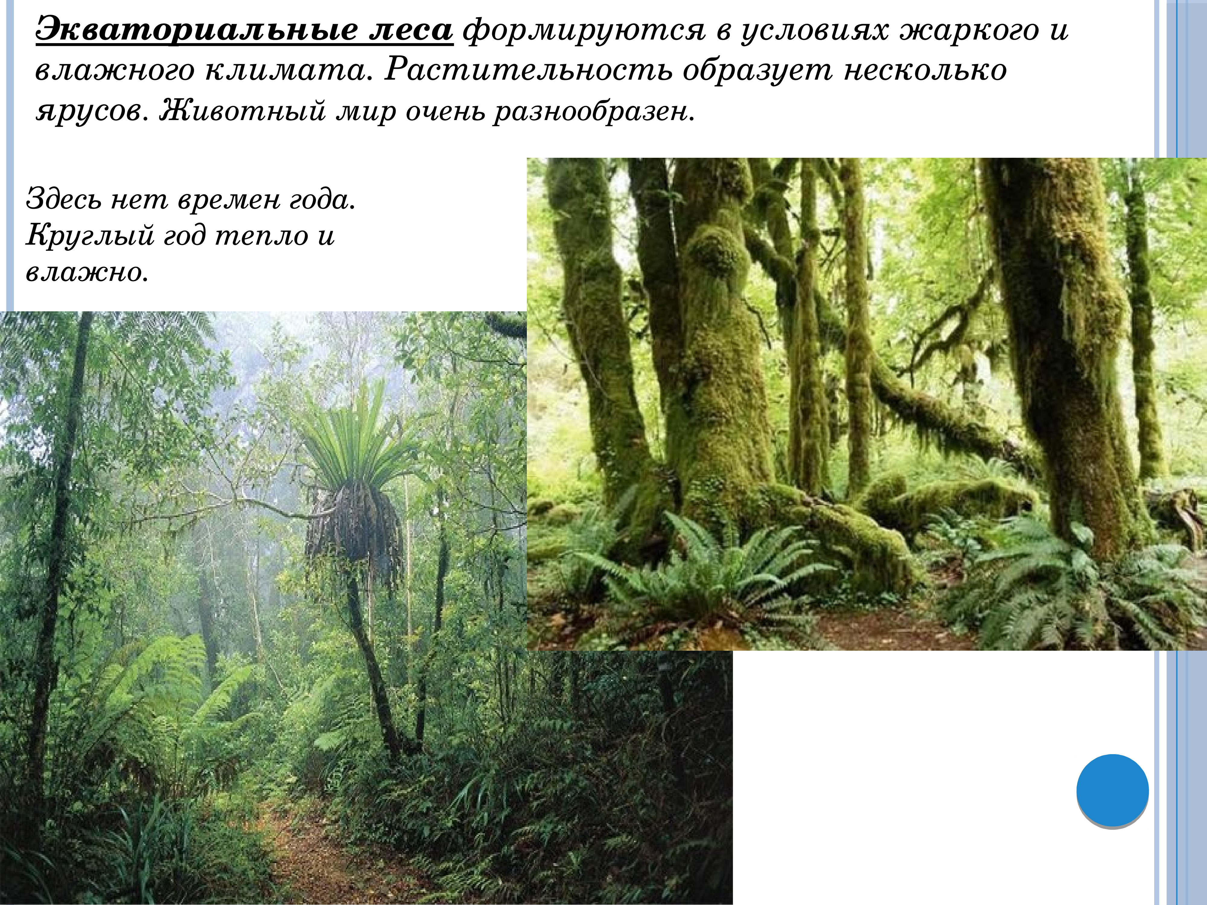 Экваториальные леса климат