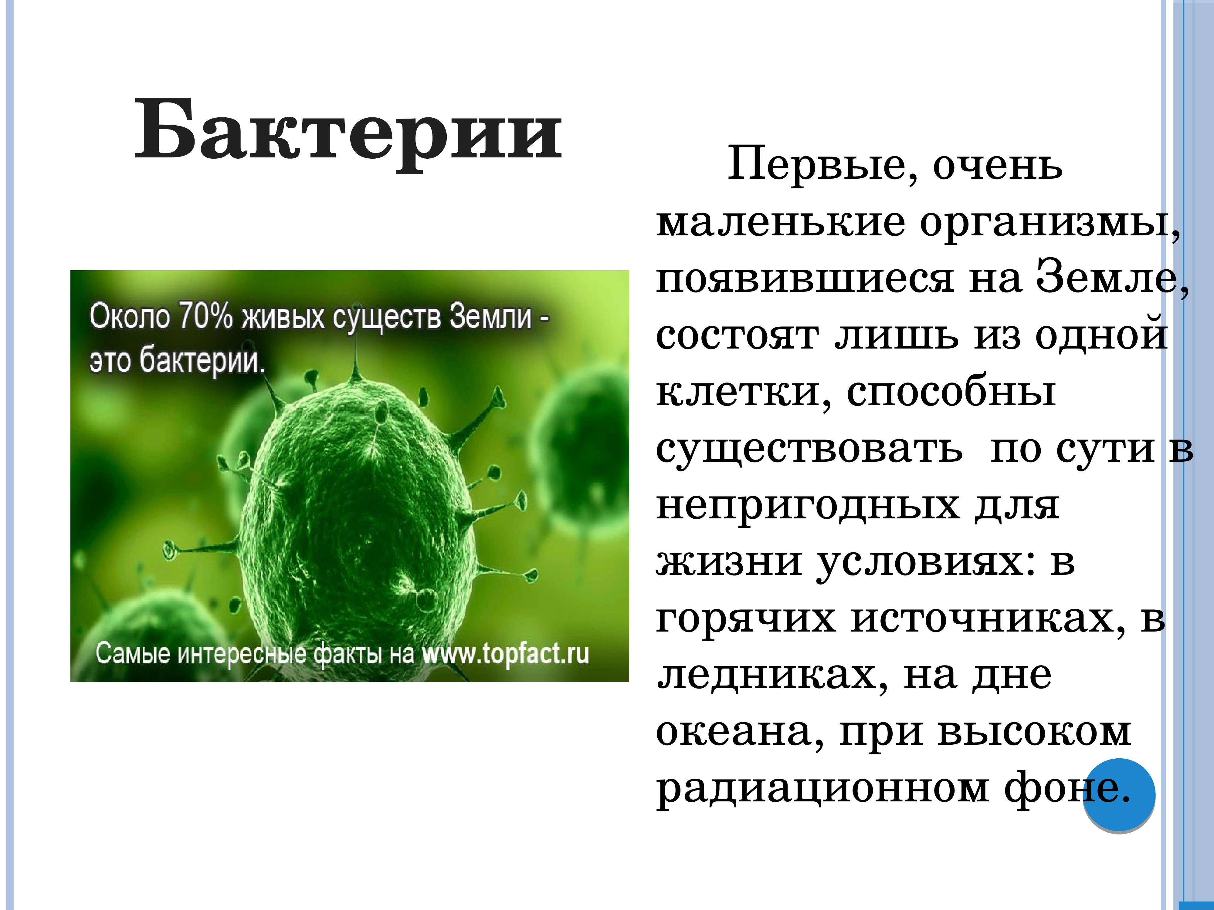 Маленький организм. Интересные факты о бактериях. Самые интересные бактерии. Сообщение о бактериях. Доклад о бактериях.