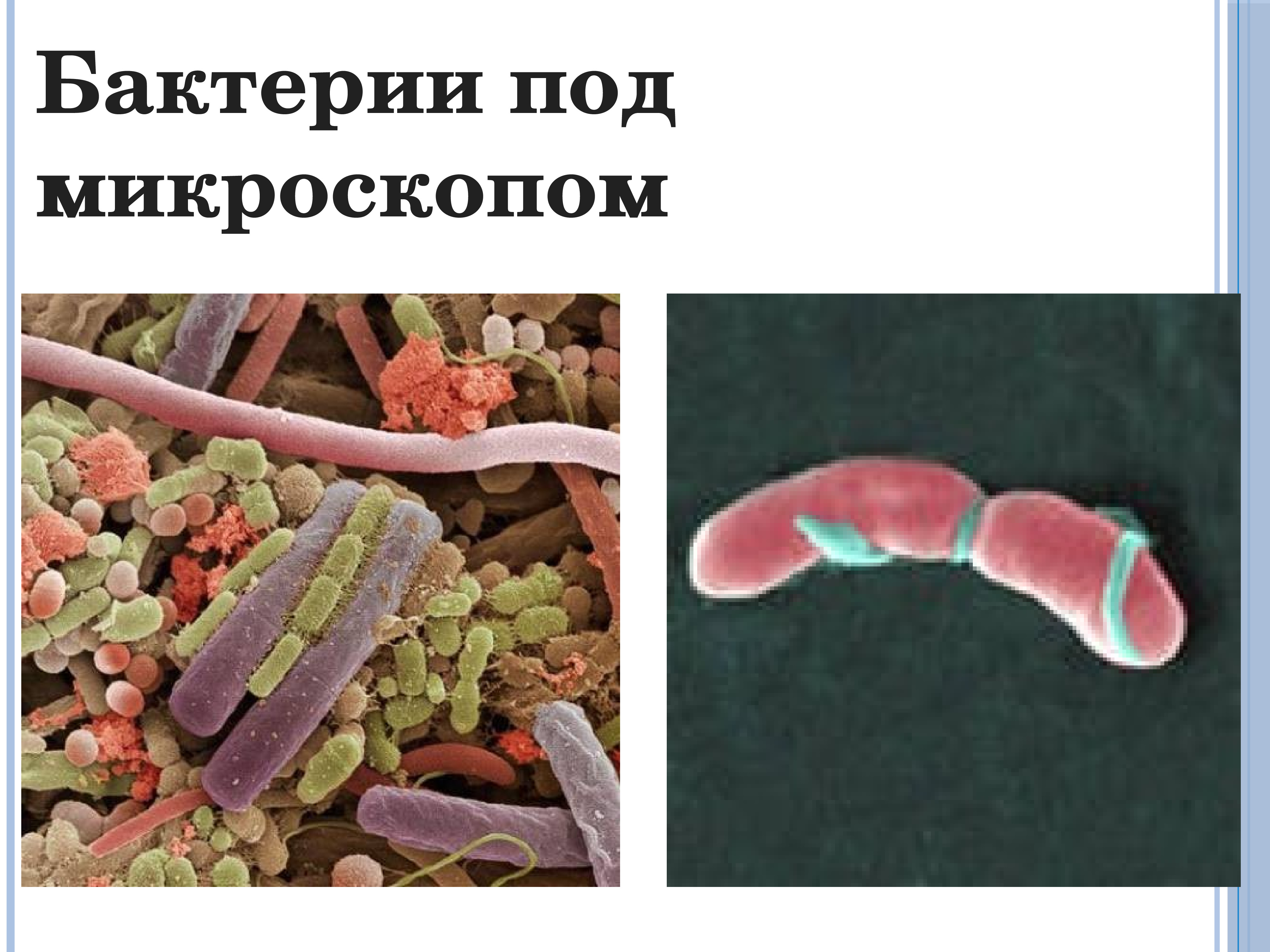 Разнообразие членов. Распространение бактерий.