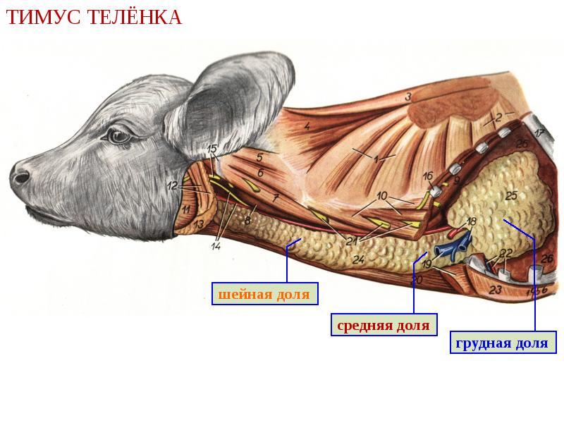 Тимус животных фото