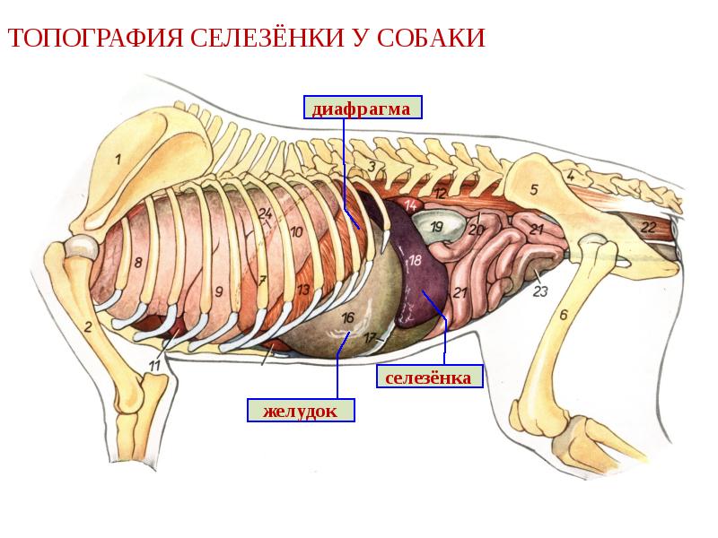 Селезенка топография. Анатомия селезенки собаки. Топография селезенки собаки. Топография внутренних органов животных. Топография селезенки у животных.