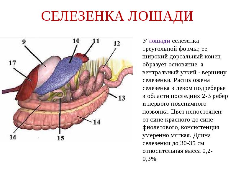 Селезенка функции. Селезенка лошади анатомия. Селезенка животных анатомия. Строение селезенки КРС. Селезенка собаки анатомия.