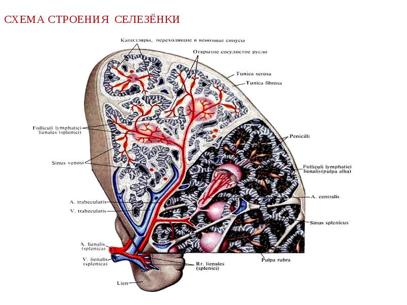 Селезенка анатомия презентация