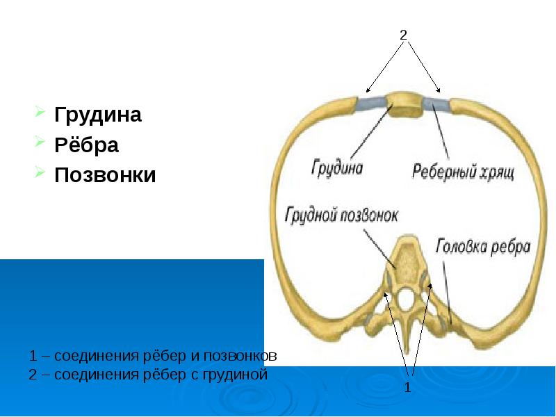 Грудная клетка презентация