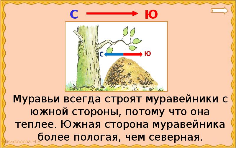 С какой стороны дерево. Муравейник с Южной стороны. Стороны горизонта по муравейнику.