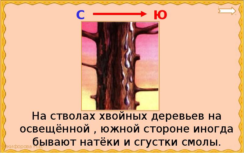 Указанному на стволе. Сгусток смолы на стволе. На хвойных деревьях смола накапливается с Южной стороны.. Смола дерева сторона горизонта. Ориентирование по смоле сосен.