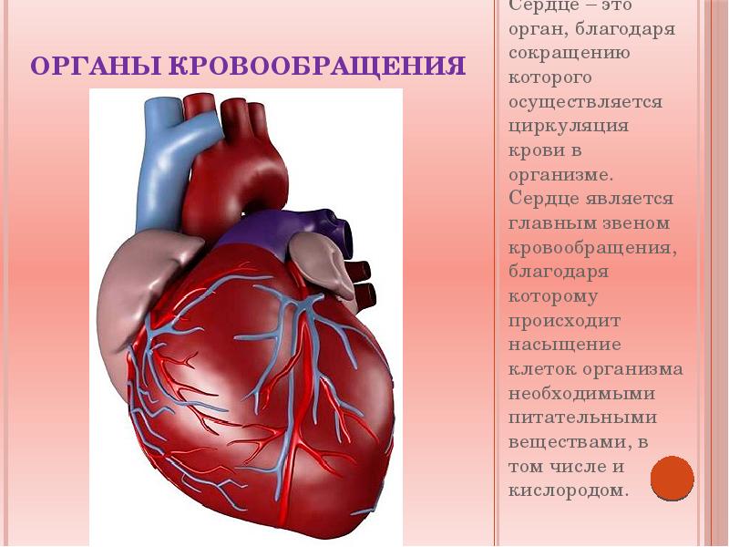 Гемодинамика сердца презентация